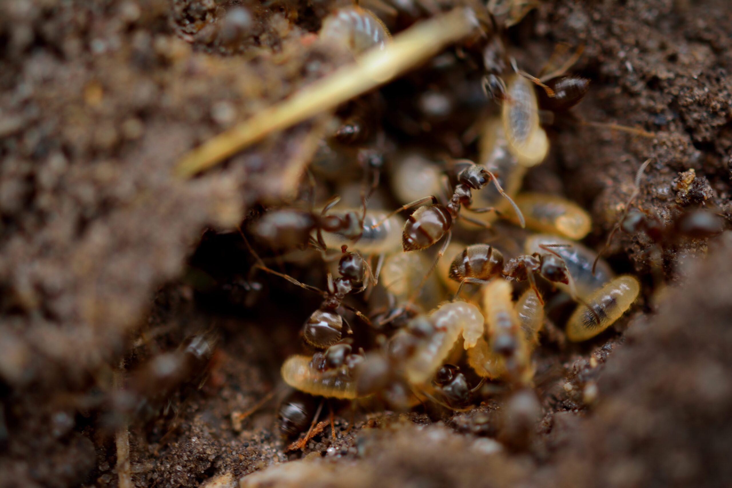 Lifting the lid of the termite farm