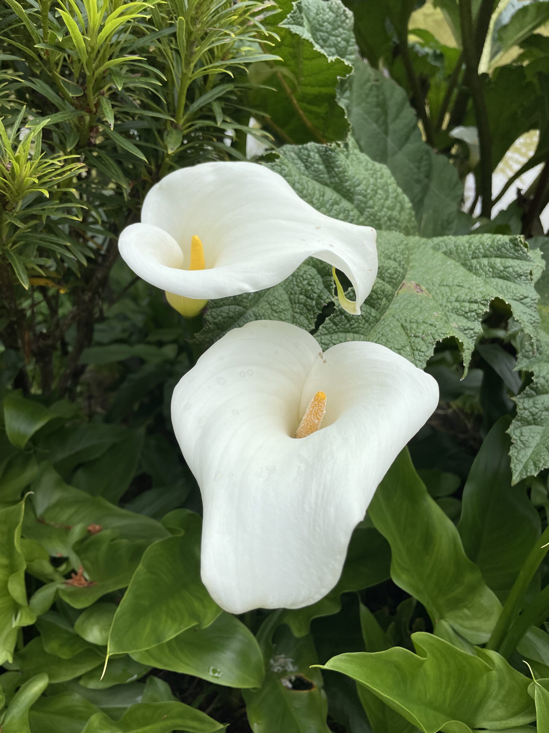 Mutuality vs Asymmetry